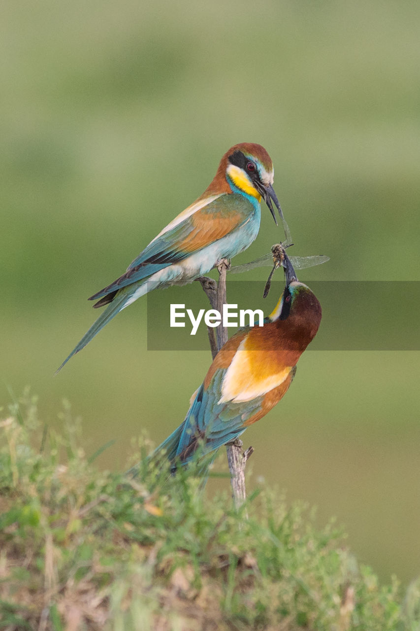 CLOSE-UP OF A BIRD PERCHING ON PLANT