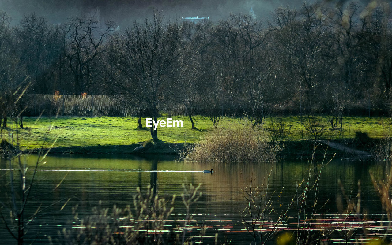 Scenic view of lake in park