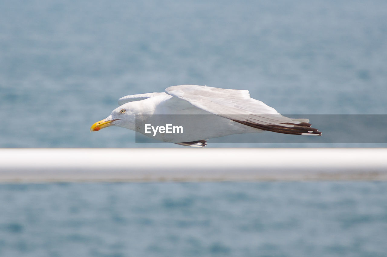 Close-up of seagull on a sea