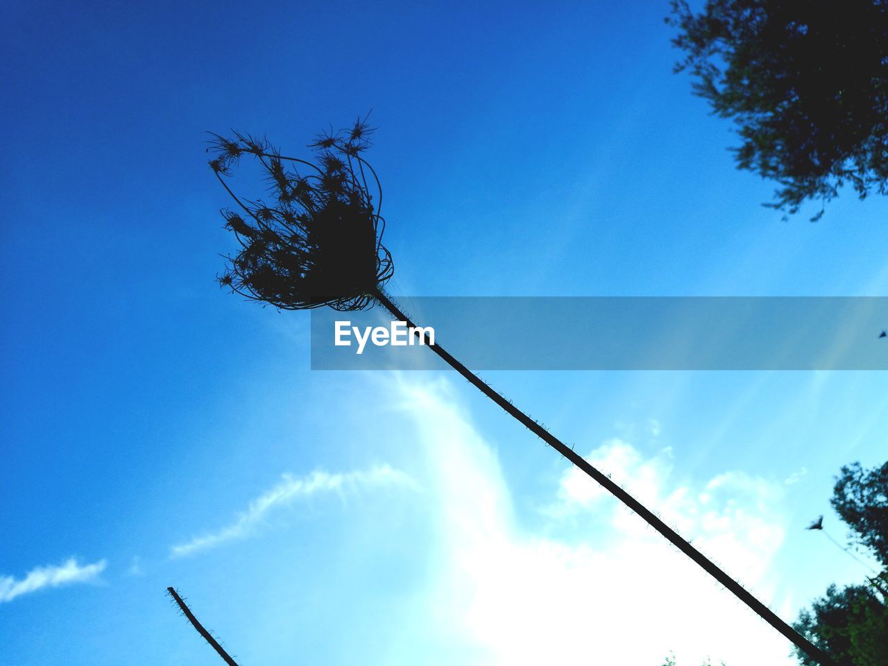 LOW ANGLE VIEW OF TREE AGAINST BLUE SKY