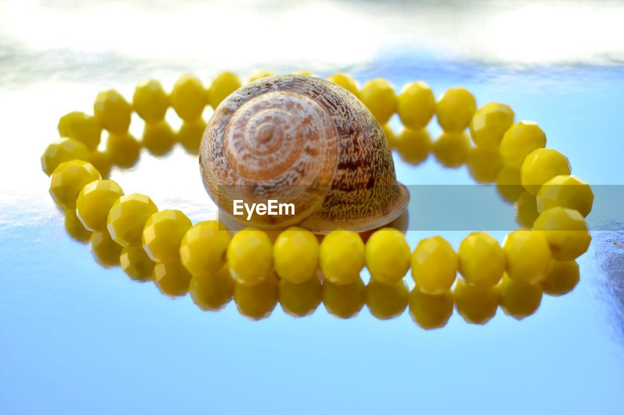 CLOSE-UP OF SHELLS IN SEA