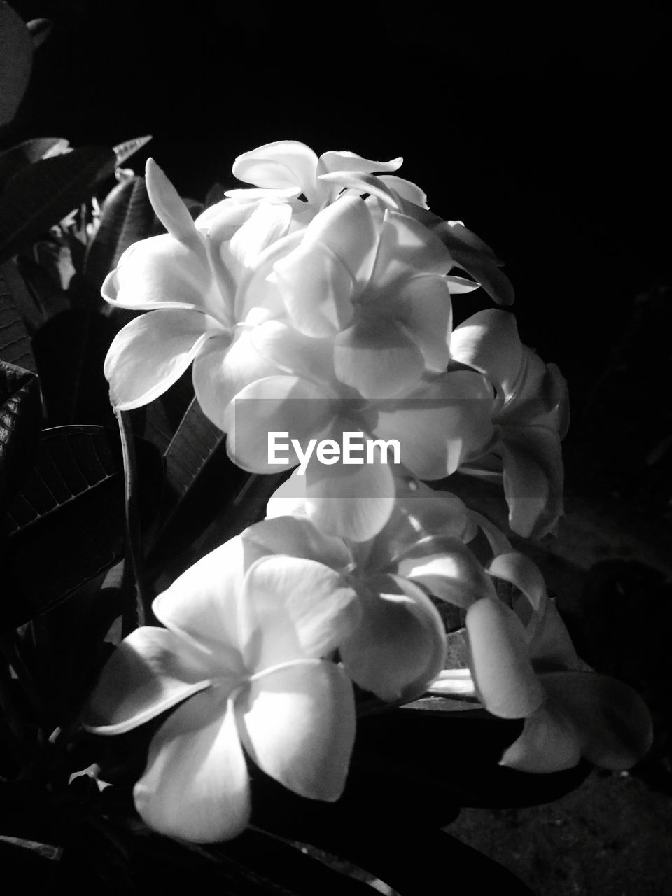 CLOSE-UP OF FLOWERS AND LEAVES