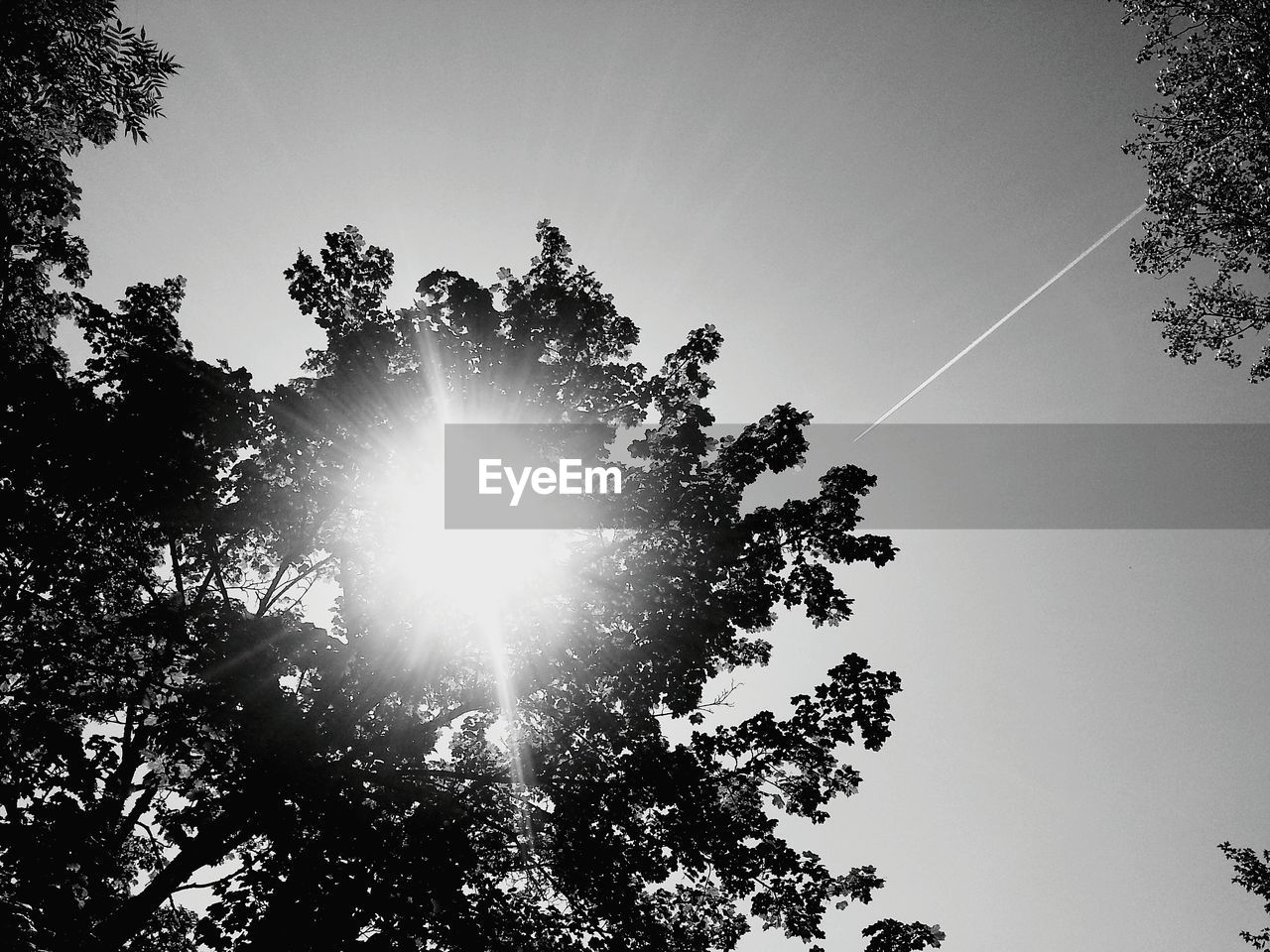 Low angle view of trees against sky