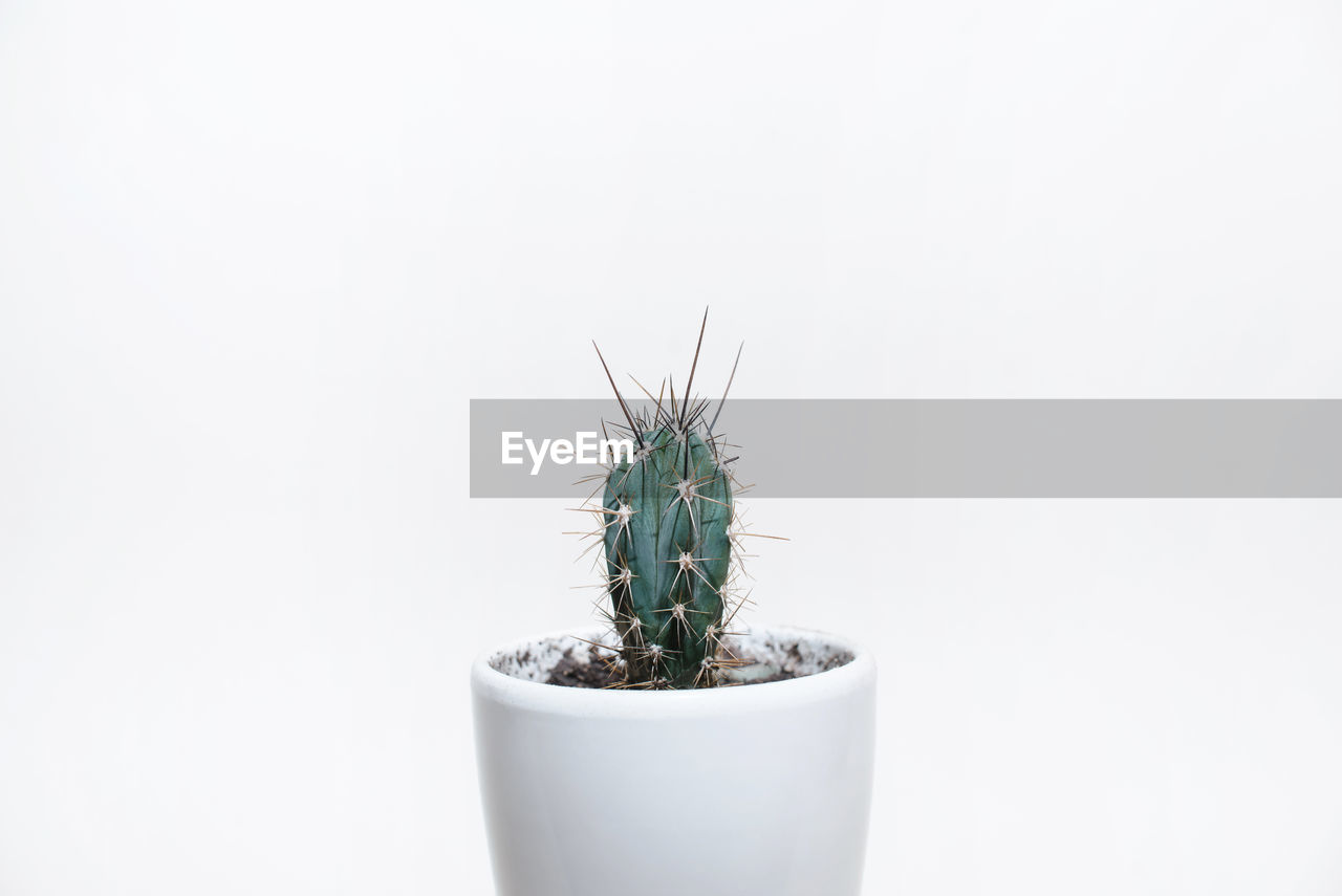 CLOSE-UP OF POTTED PLANT AGAINST WALL