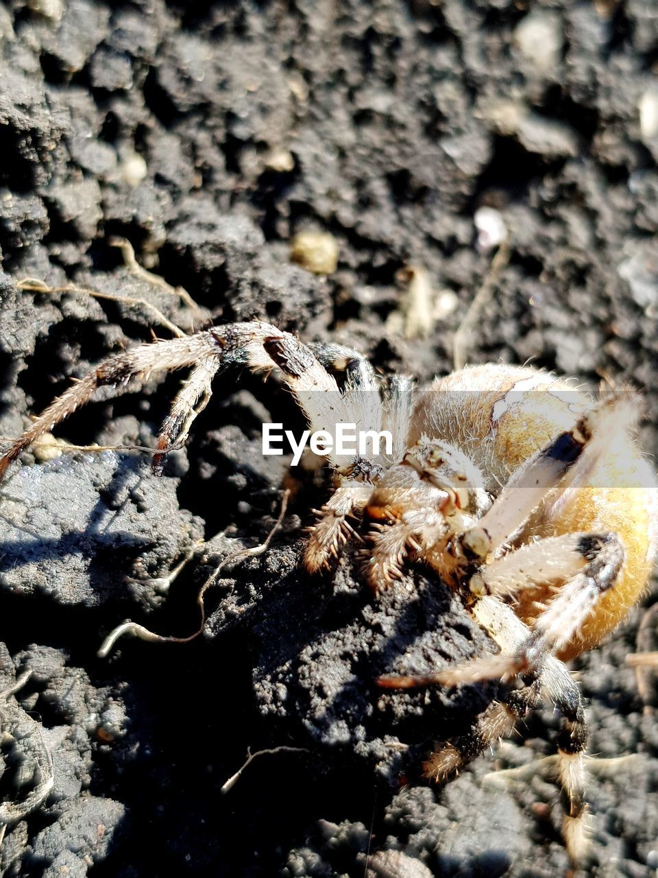 CLOSE-UP OF SPIDER IN THE GROUND