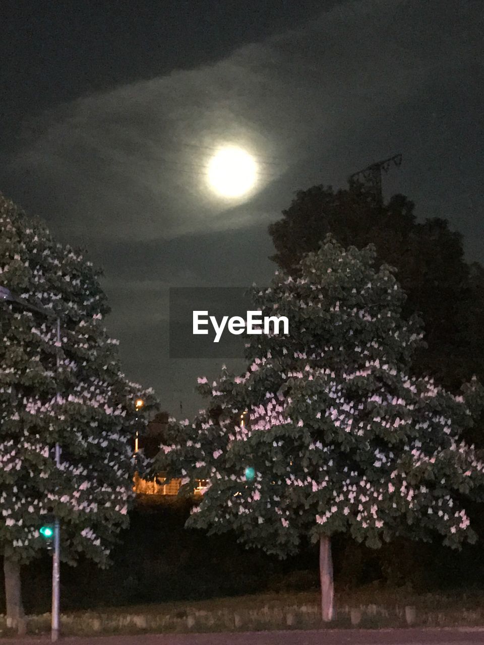 ILLUMINATED TREES AGAINST SKY