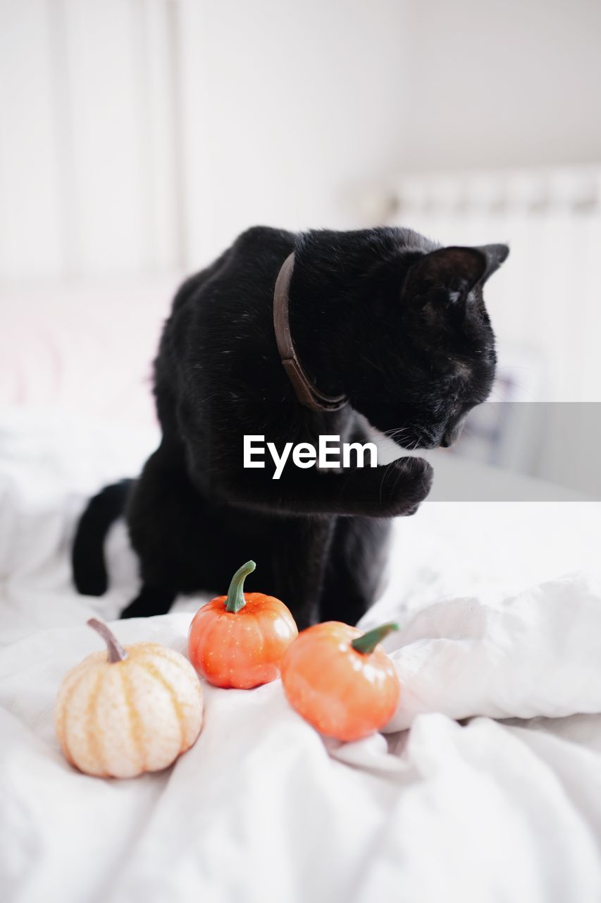 Witch black cat with open mouth showing fangs and pumpkins on the bed. halloween concept