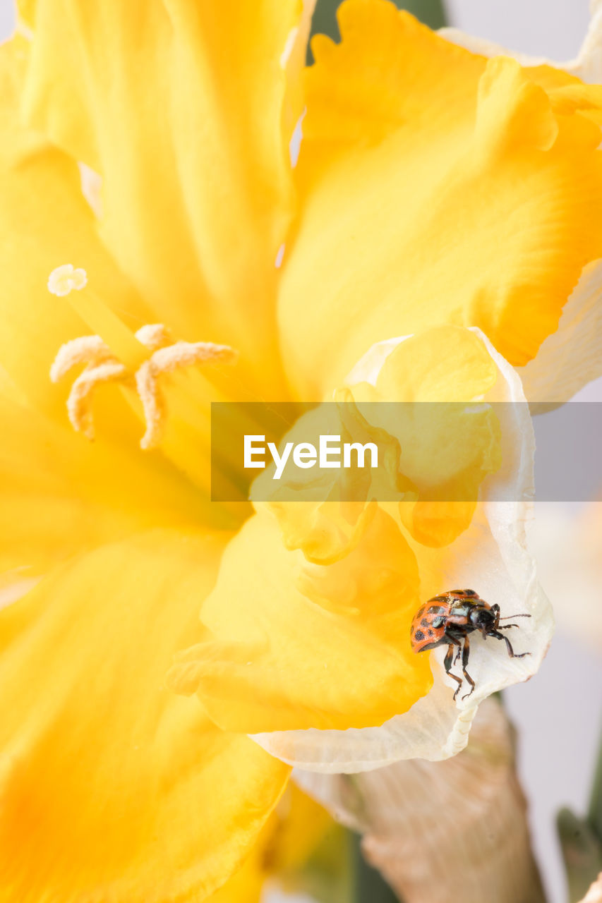 CLOSE-UP OF HONEY BEE POLLINATING ON YELLOW FLOWER