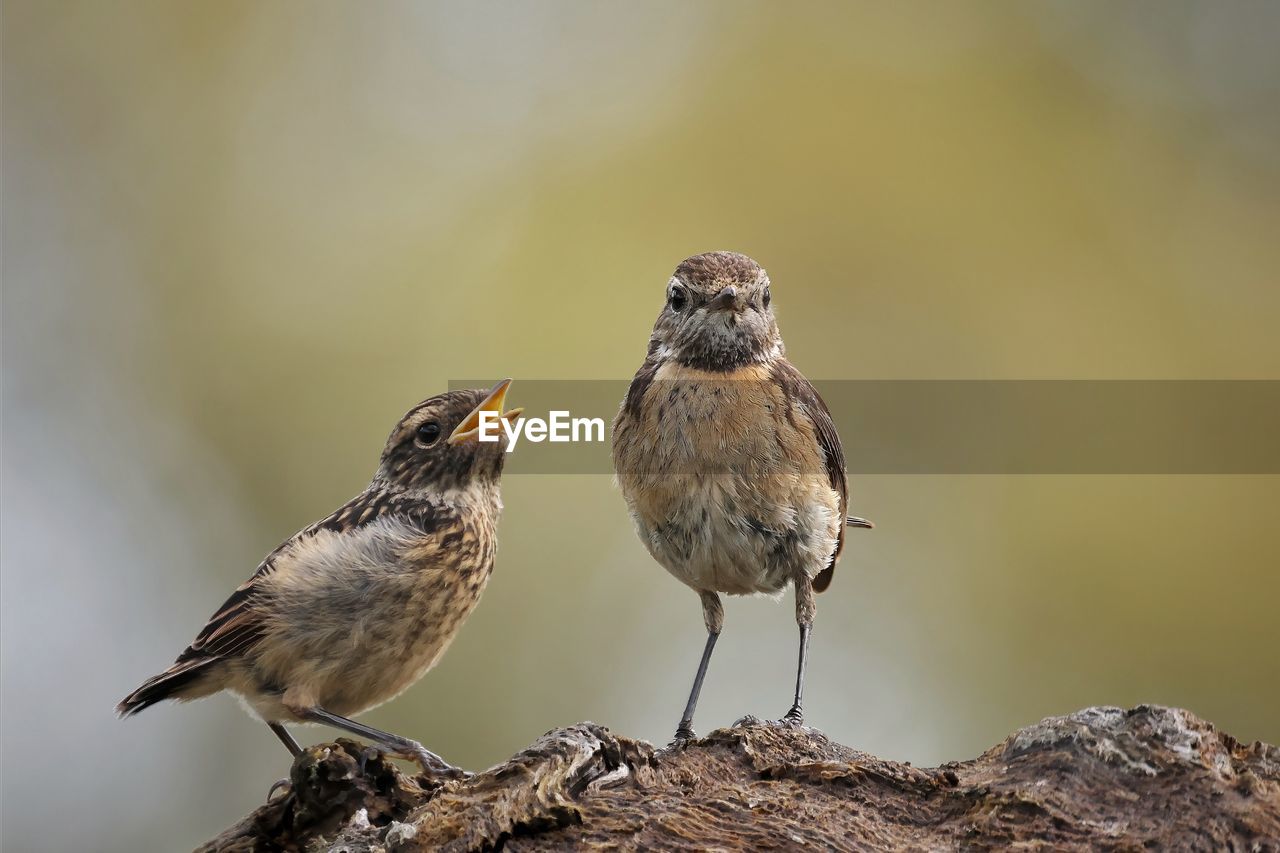 low angle view of bird perching on rock