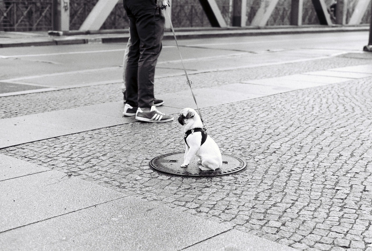 Low section of man with dog on sidewalk