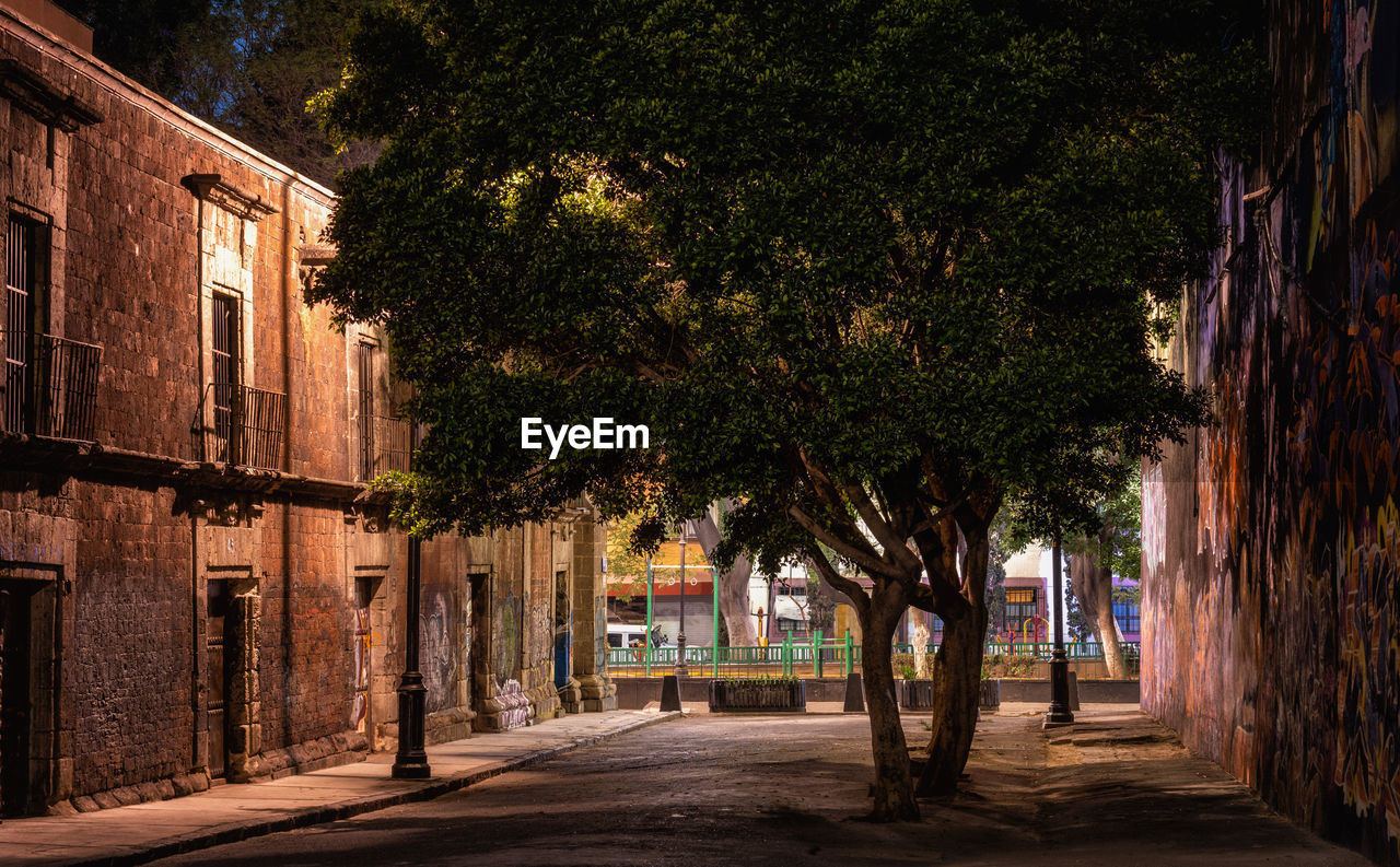 Street amidst trees and buildings at night