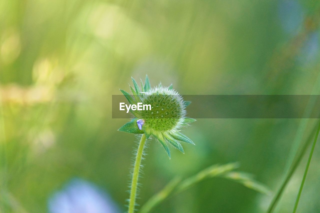 green, plant, nature, flower, flowering plant, beauty in nature, grass, freshness, close-up, fragility, meadow, macro photography, plant stem, growth, focus on foreground, no people, wildflower, dandelion, environment, springtime, outdoors, prairie, field, flower head, selective focus, macro, day, leaf, insect, summer, animal, animal wildlife, inflorescence, social issues, environmental conservation, botany, animal themes, tranquility, plant part, dandelion seed, land, softness