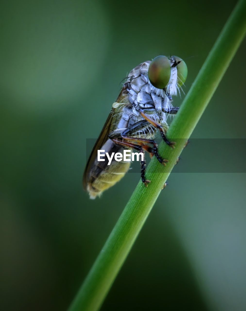 CLOSE-UP OF FLY ON GREEN LEAF