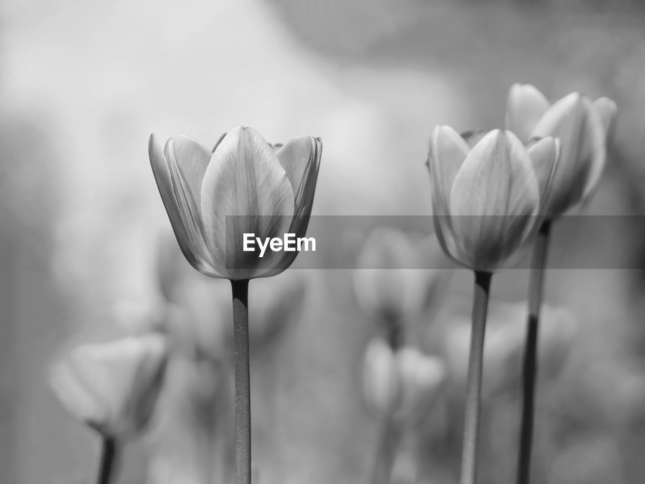 Close-up of tulips growing on field