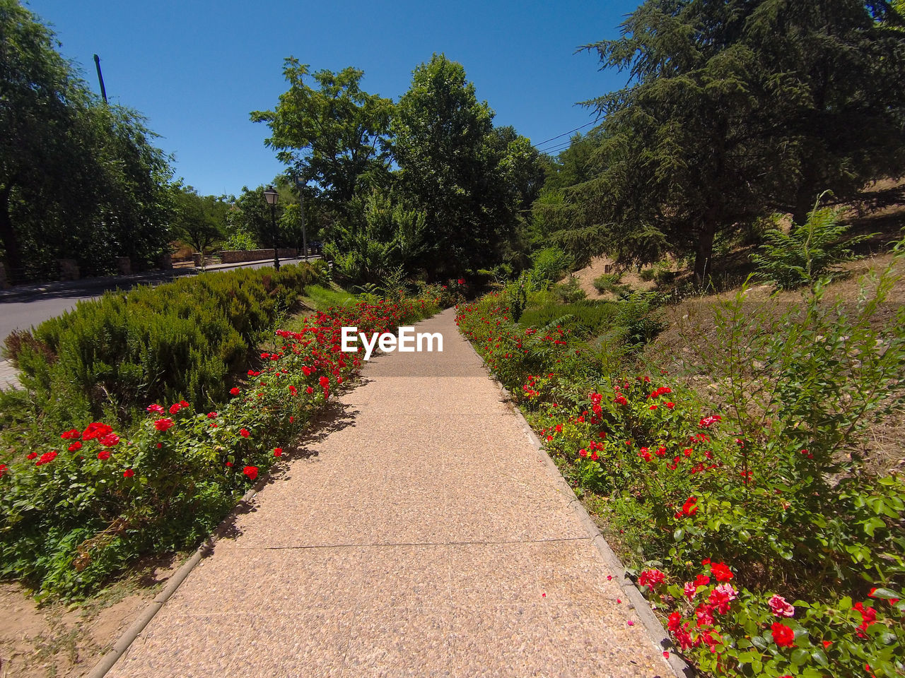 FOOTPATH AMIDST FLOWERING PLANTS