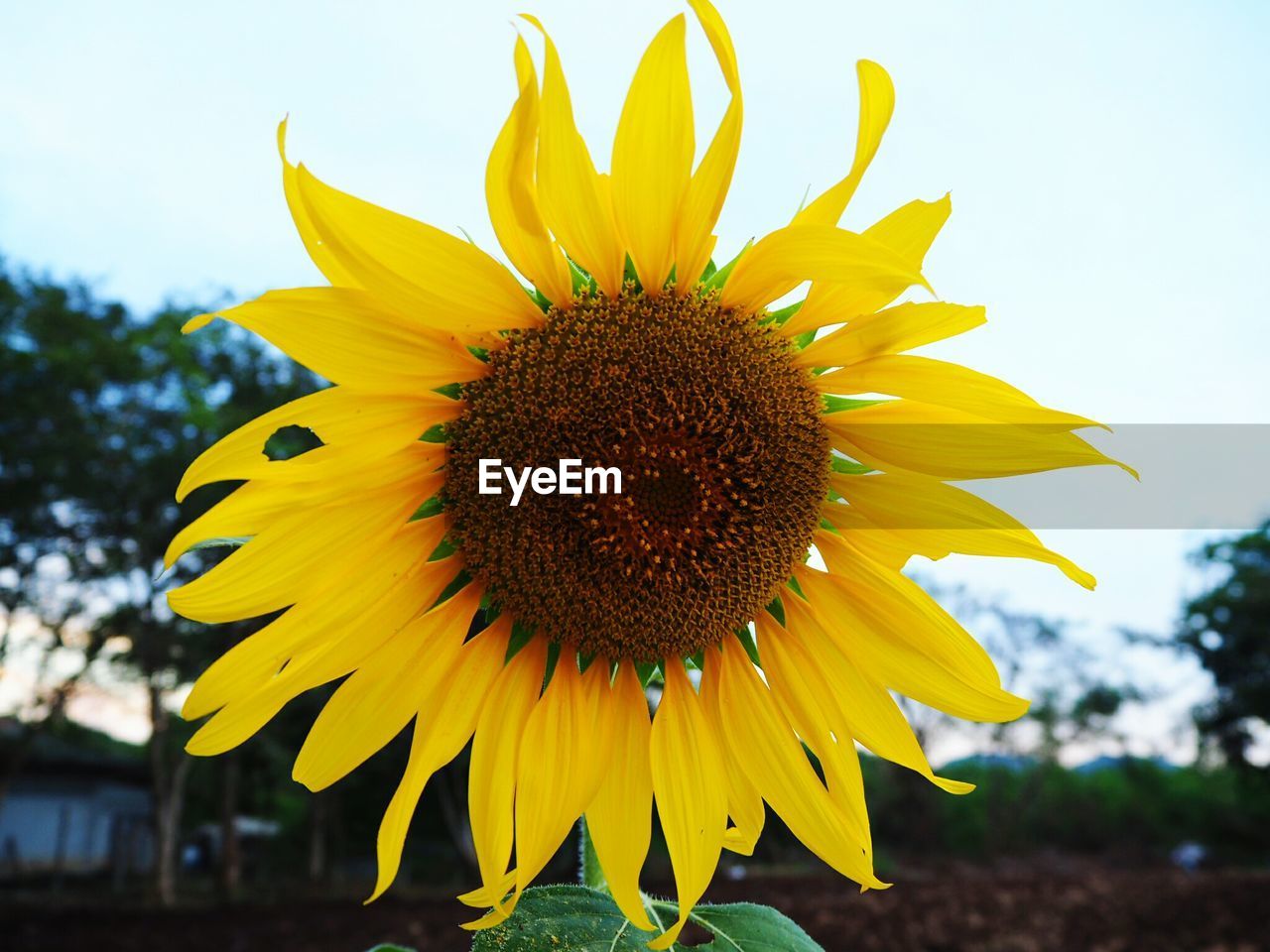 Close-up of fresh sunflower blooming against sky