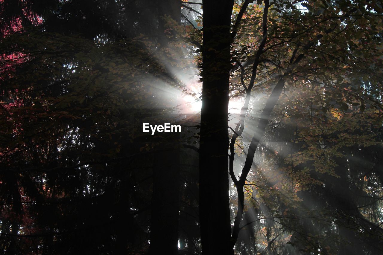 Low angle view of trees in forest against bright sky