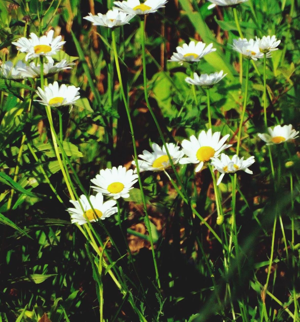 CLOSE-UP OF YELLOW FLOWERS BLOOMING ON FIELD