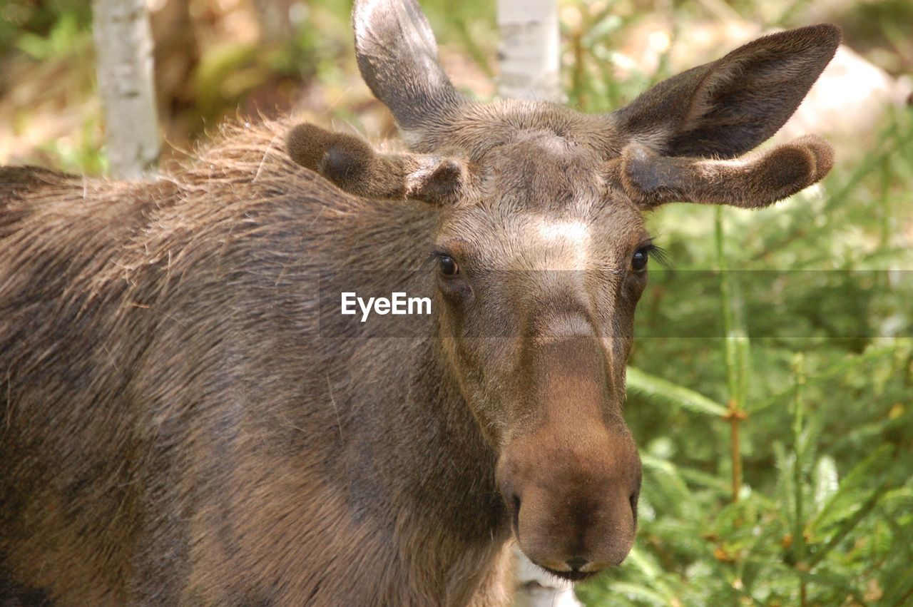 Portrait of moose