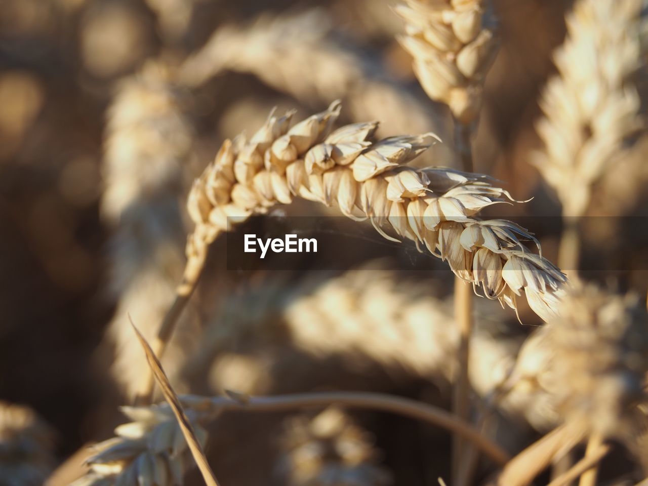 CLOSE-UP OF WHEAT CROPS ON FIELD