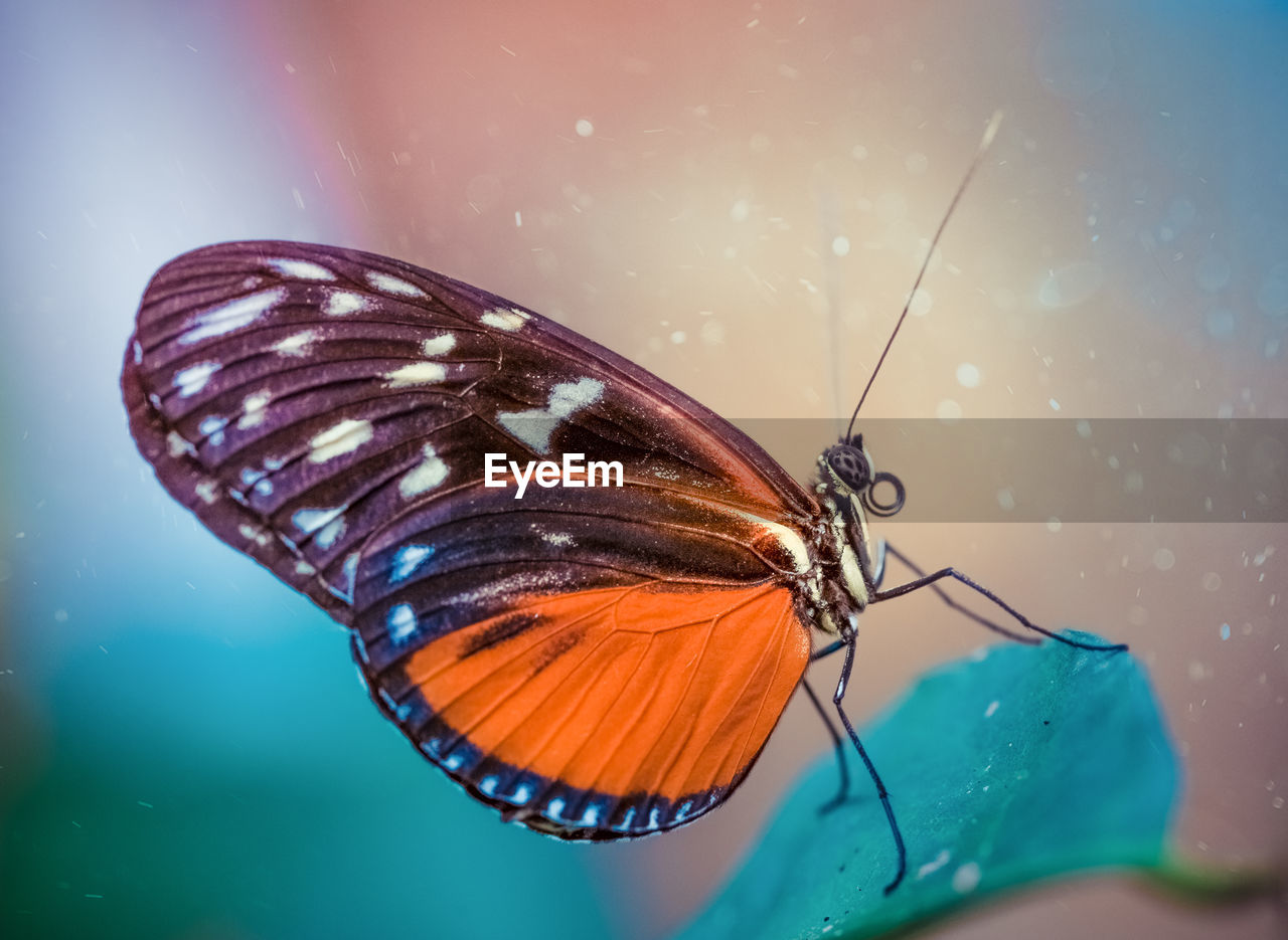 Close-up of butterfly