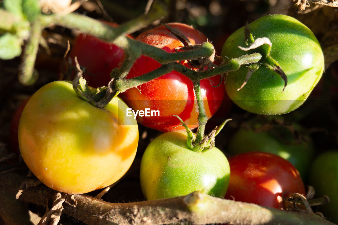 CLOSE-UP OF FRESH TOMATOES