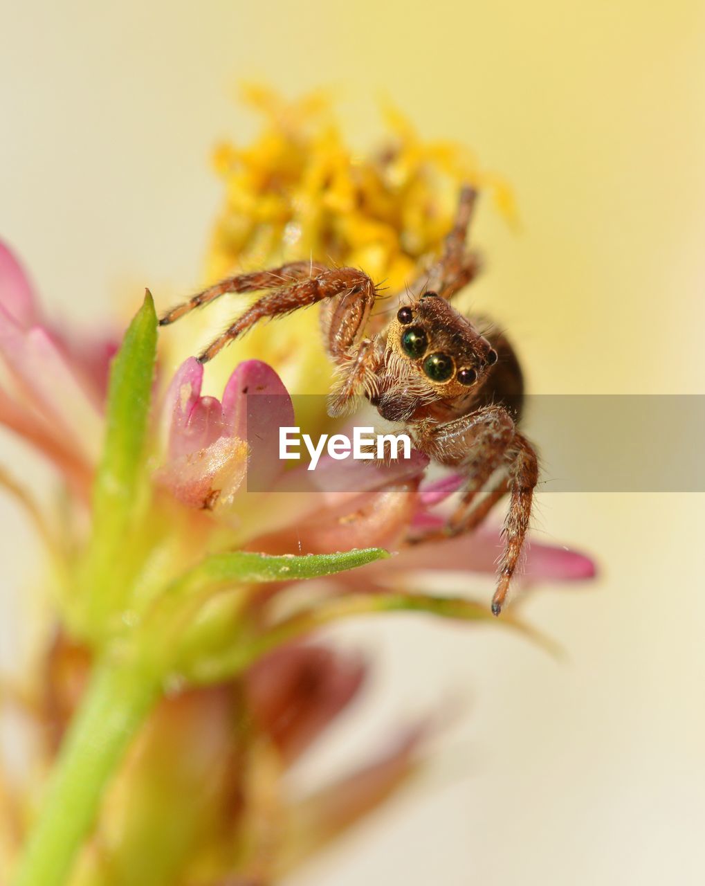 CLOSE-UP OF SPIDER ON FLOWER OUTDOORS