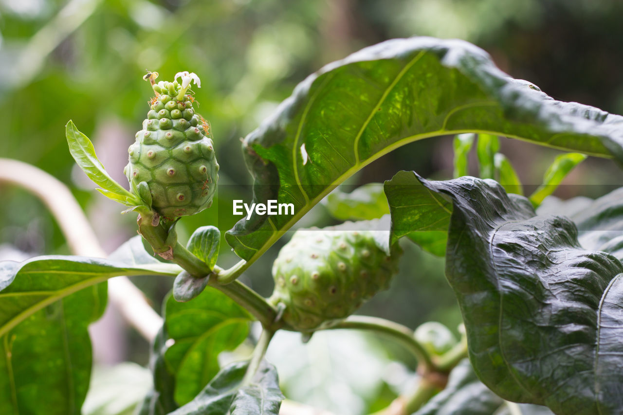 CLOSE-UP OF FRESH GREEN FRUIT PLANT