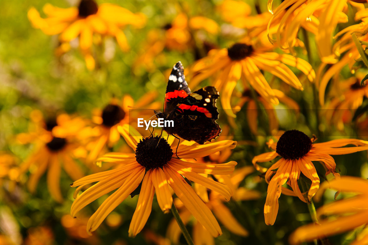 CLOSE-UP OF BUTTERFLY POLLINATING FLOWER