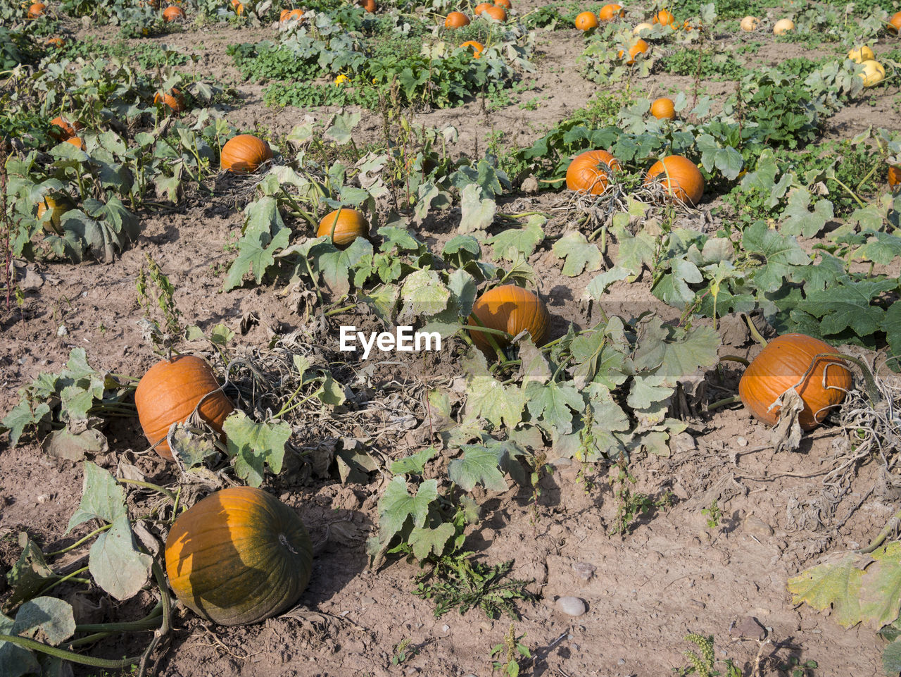 ORANGE LEAVES ON FIELD