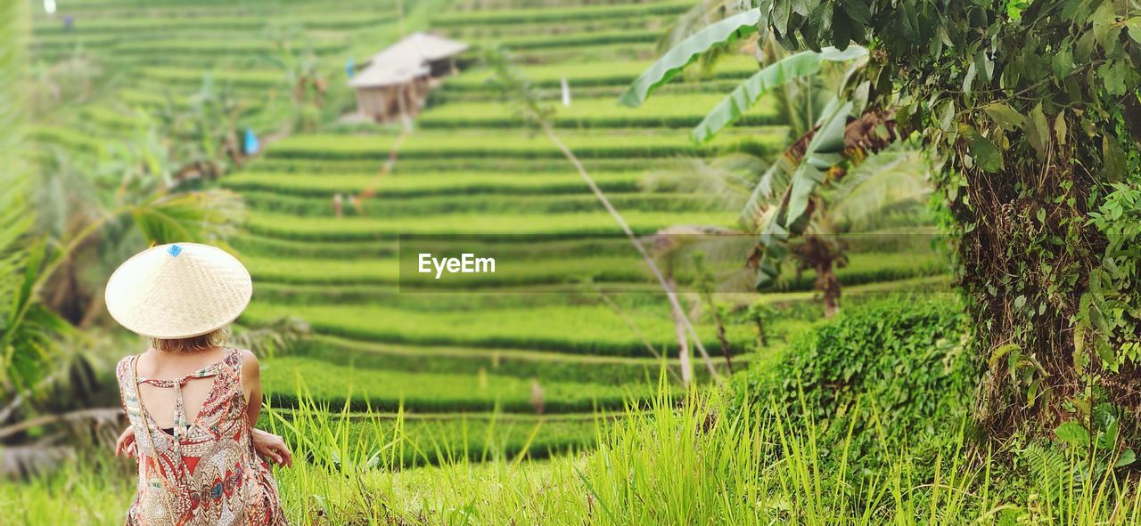 Full frame shot of rice paddy