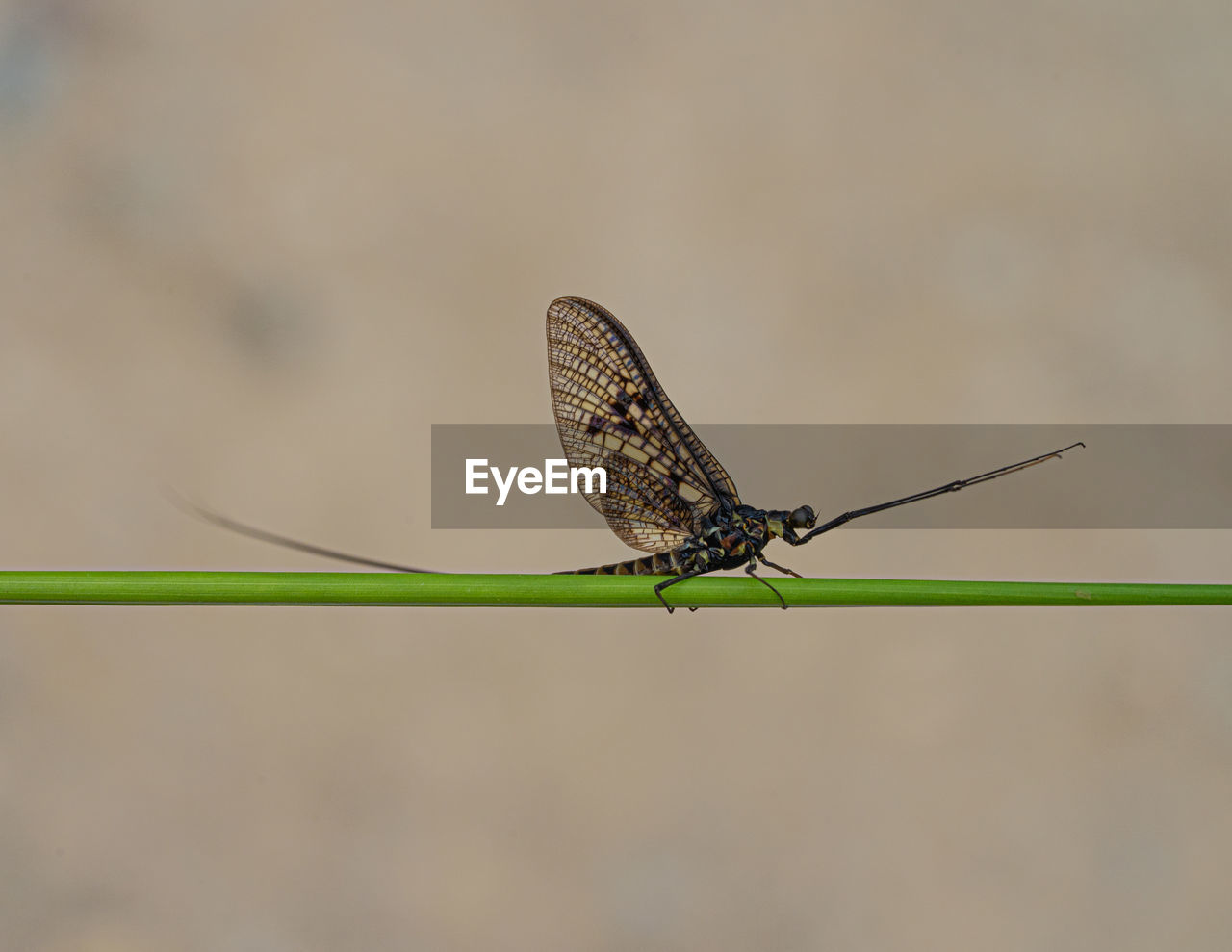 CLOSE-UP OF DRAGONFLY ON STEM