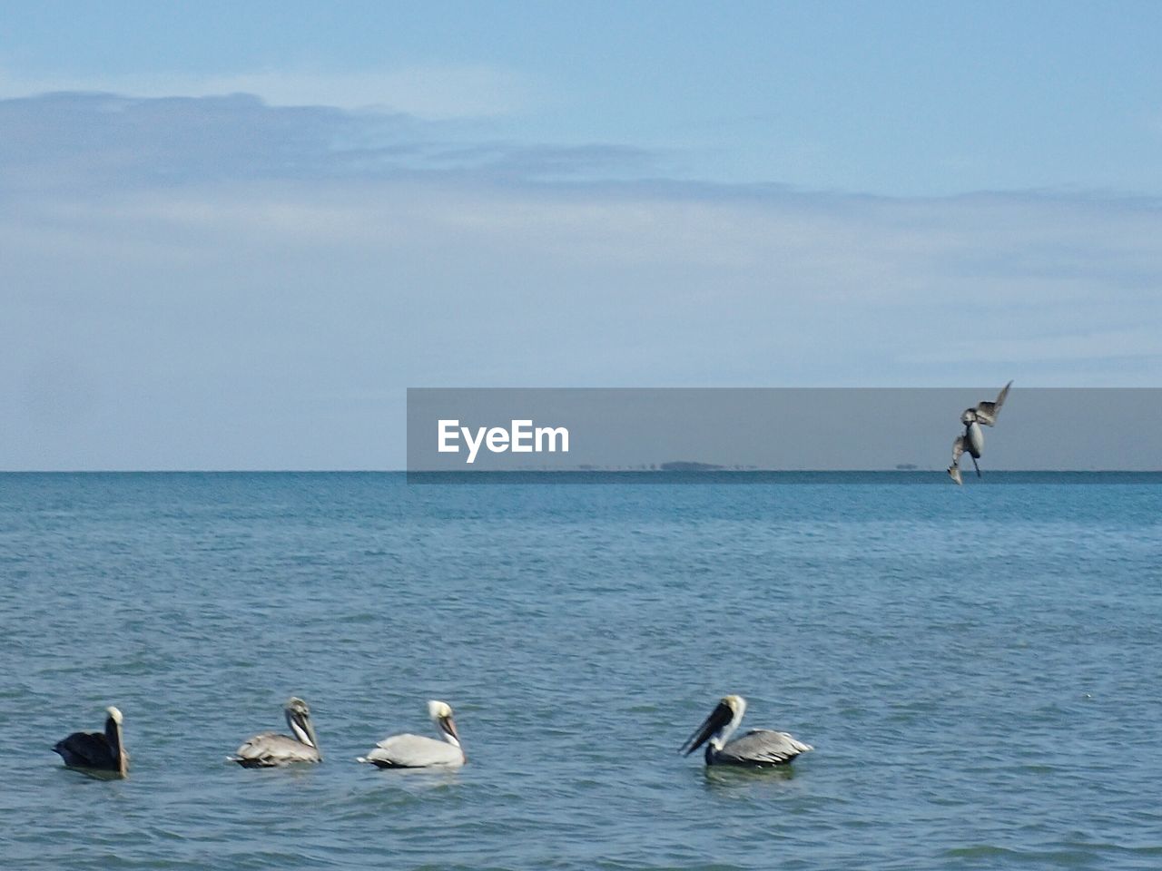 VIEW OF SWANS IN SEA AGAINST SKY