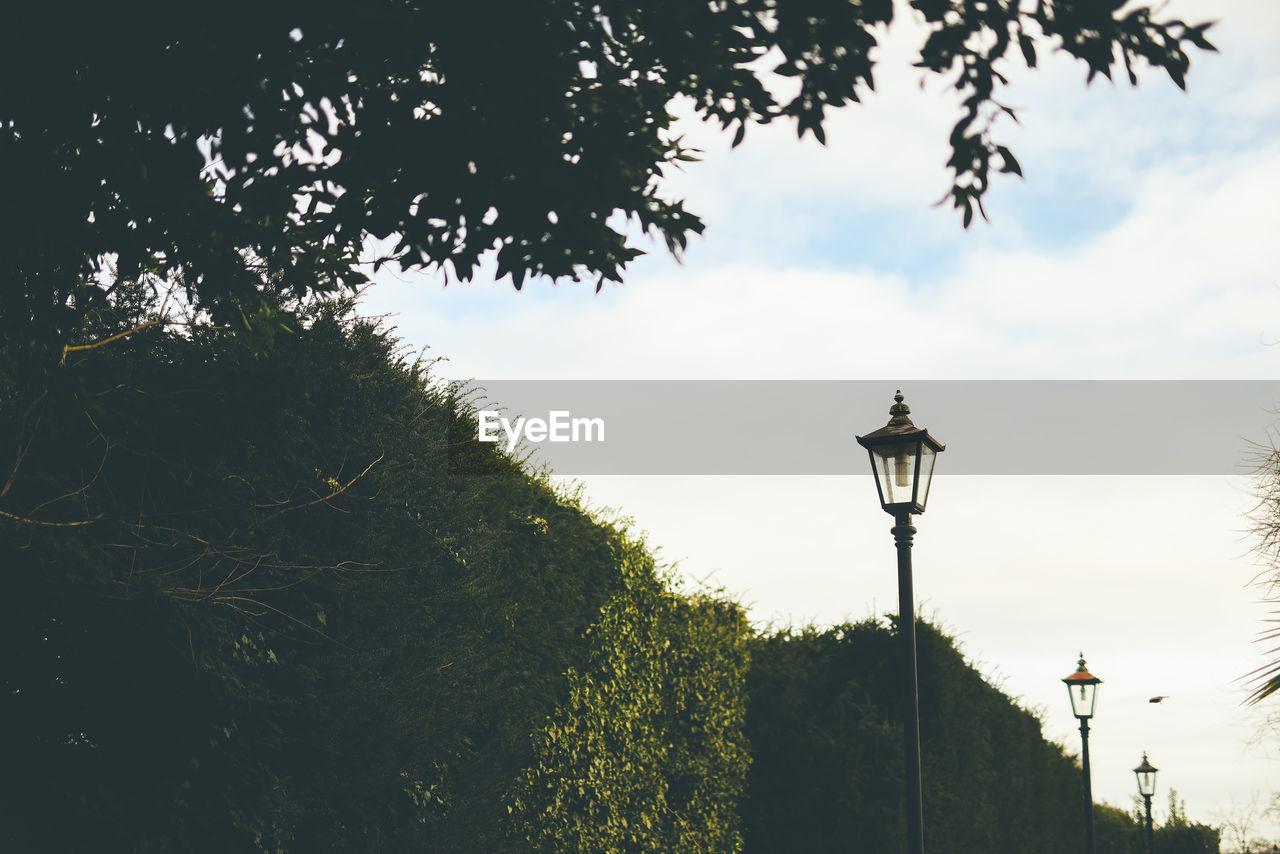 LOW ANGLE VIEW OF STREET LIGHT BY TREES AGAINST SKY