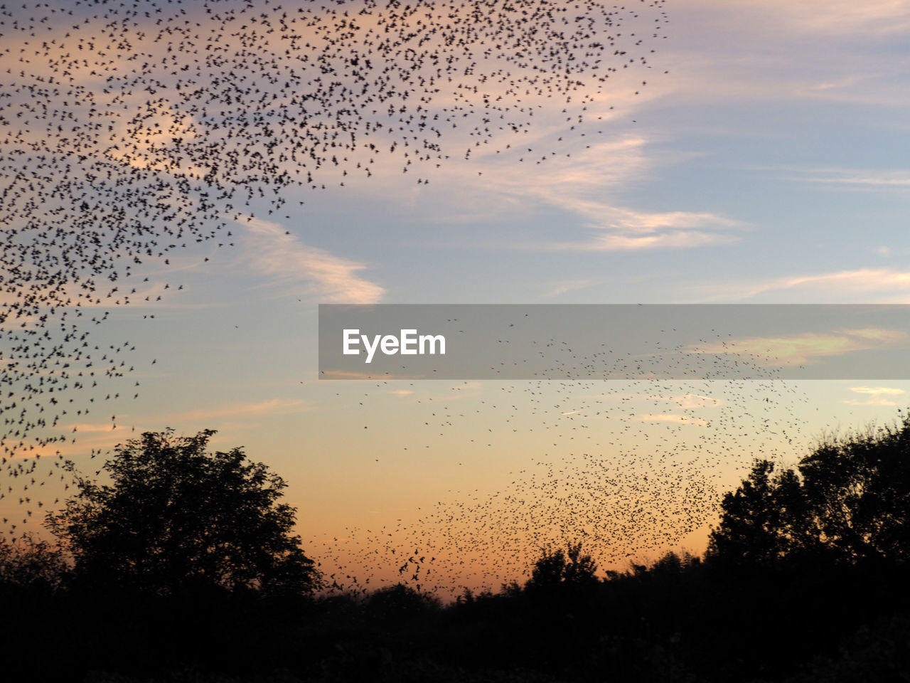 SILHOUETTE BIRDS AGAINST SKY AT SUNSET