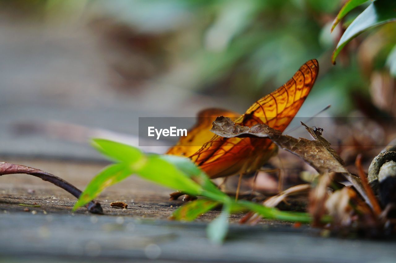 BUTTERFLY ON LEAF