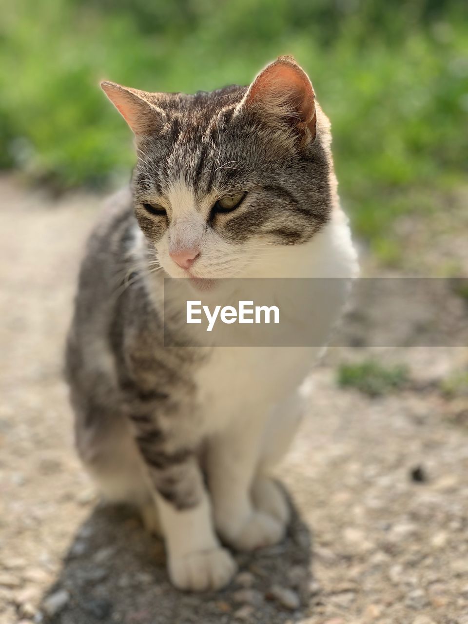 CLOSE-UP OF A CAT SITTING OUTDOORS