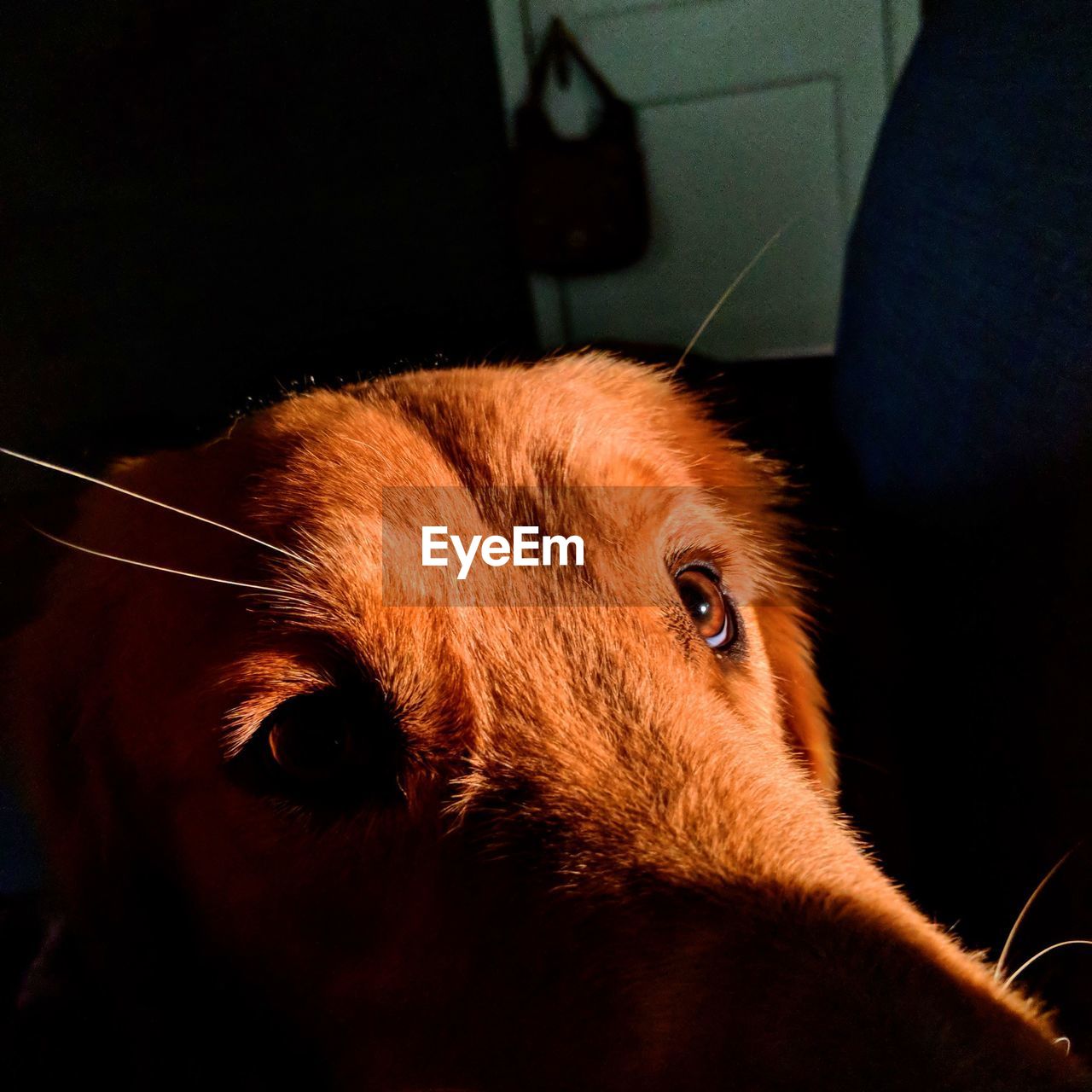 CLOSE-UP PORTRAIT OF A DOG