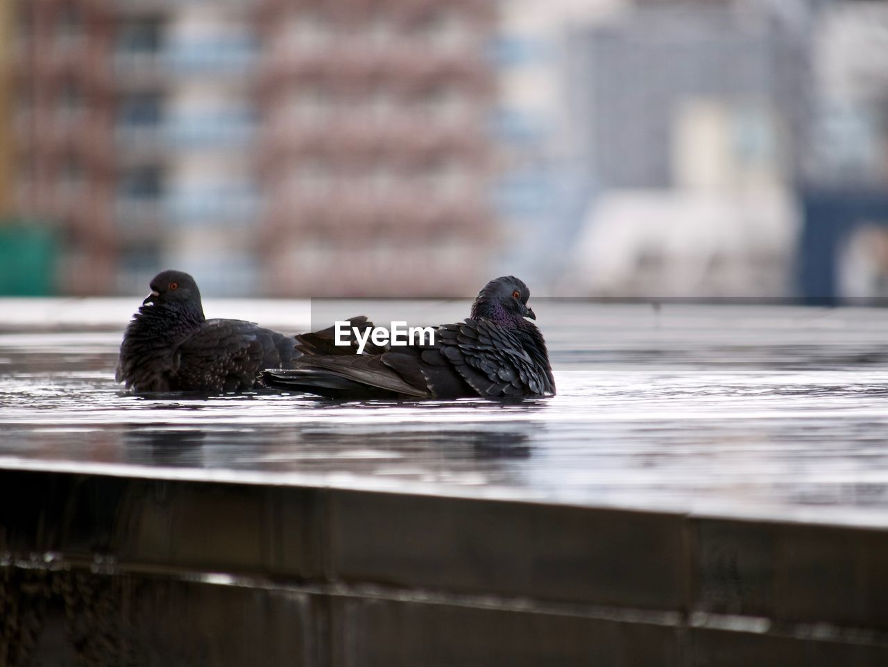 Black pigeon swimming in a water