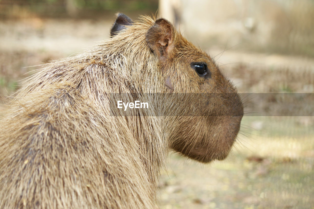 Close-up of capybara