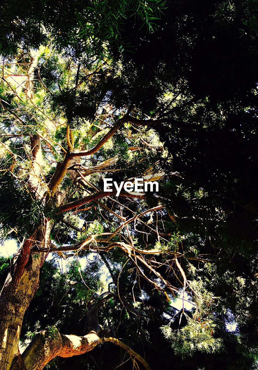 LOW ANGLE VIEW OF TREES AT NIGHT