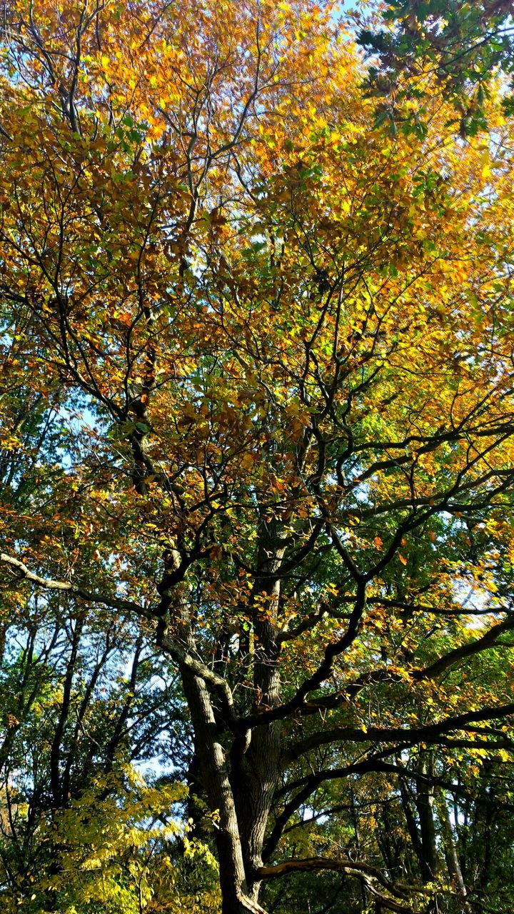 LOW ANGLE VIEW OF TREES