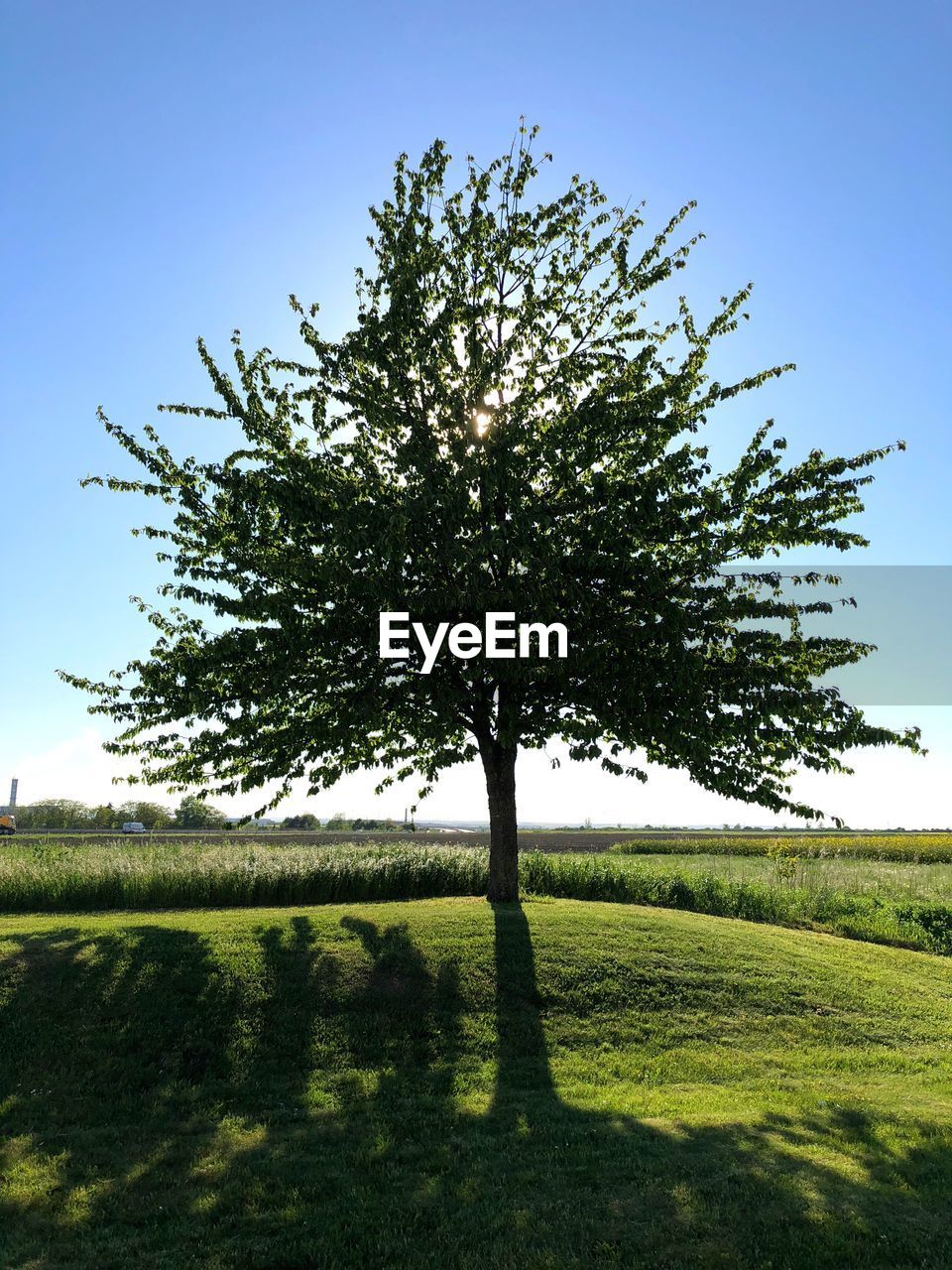 TREE IN FIELD AGAINST SKY