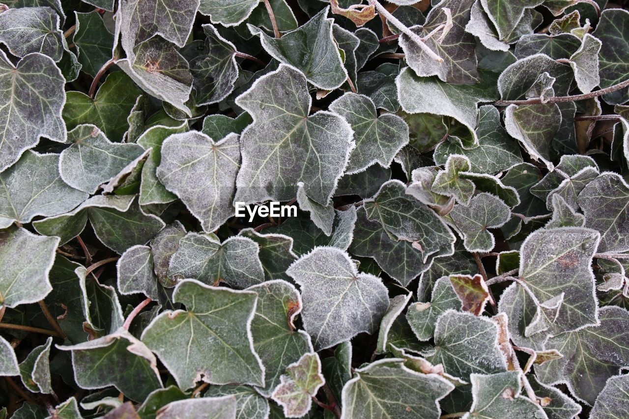 CLOSE-UP OF LEAVES ON PLANT