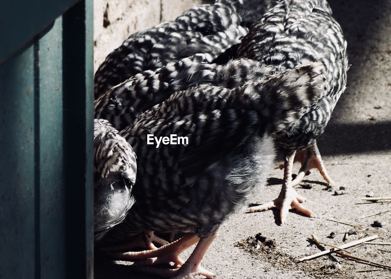 CLOSE-UP OF A BIRD ON A WALL