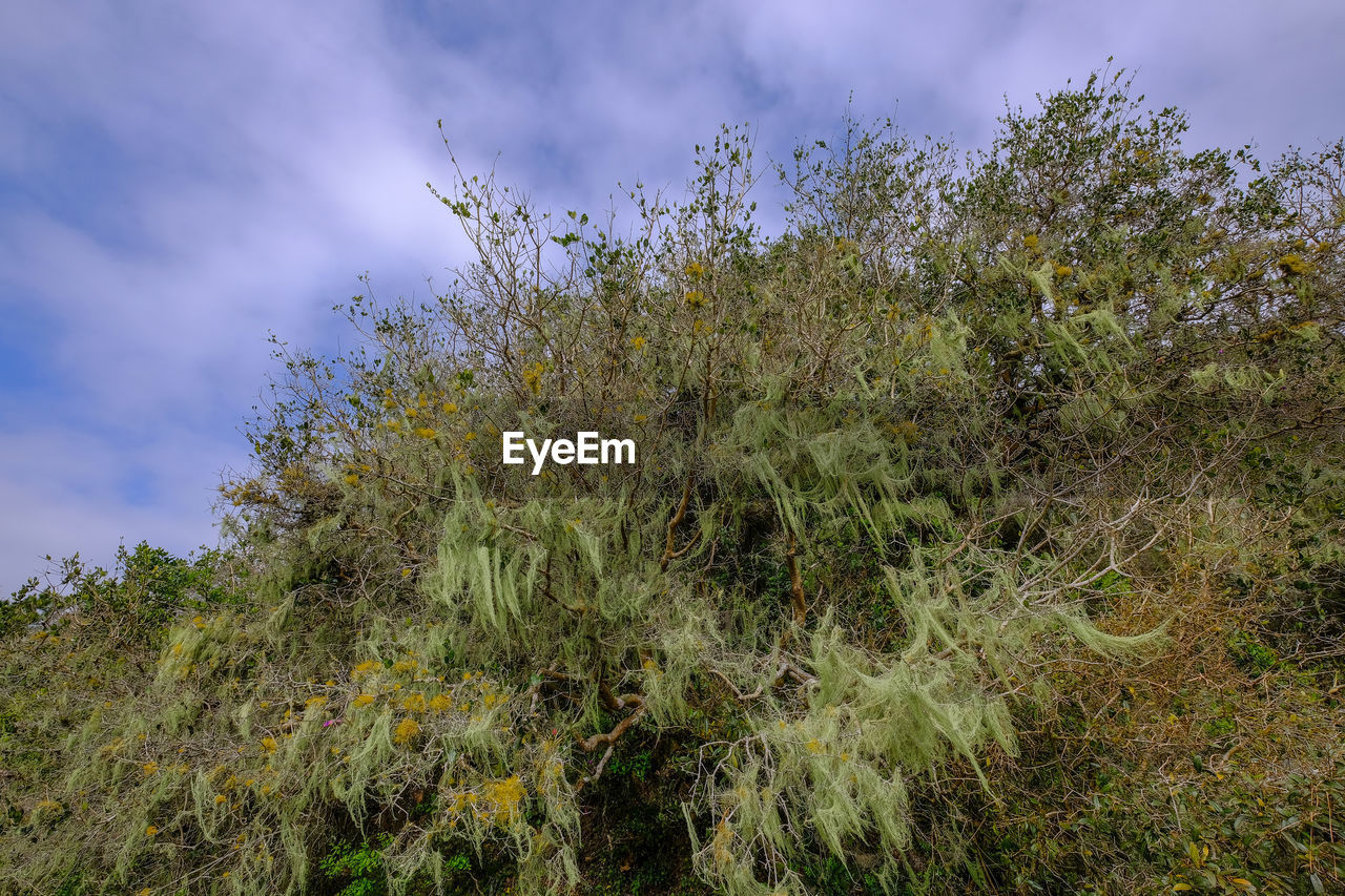 PLANTS ON LAND AGAINST SKY