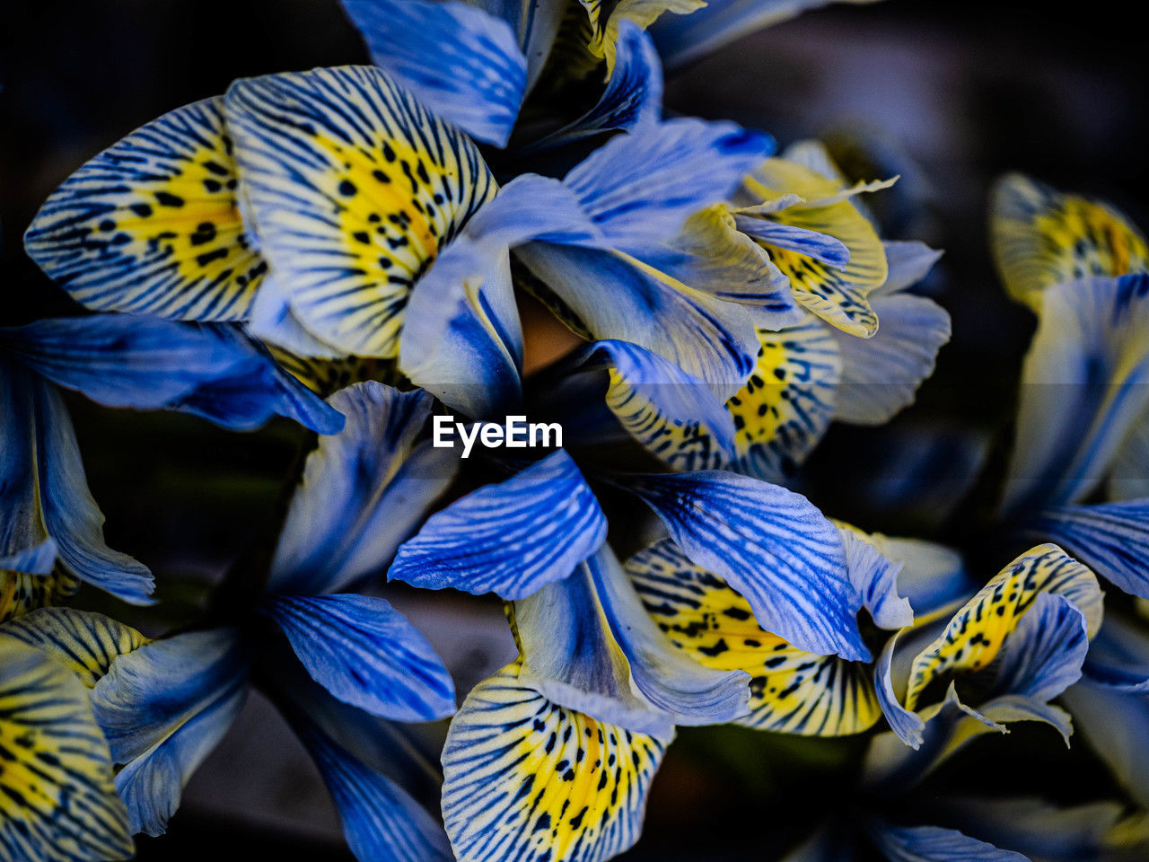 flower, blue, yellow, beauty in nature, nature, plant, close-up, macro photography, animal, flowering plant, animal themes, animal wildlife, no people, petal, outdoors, iris, fragility