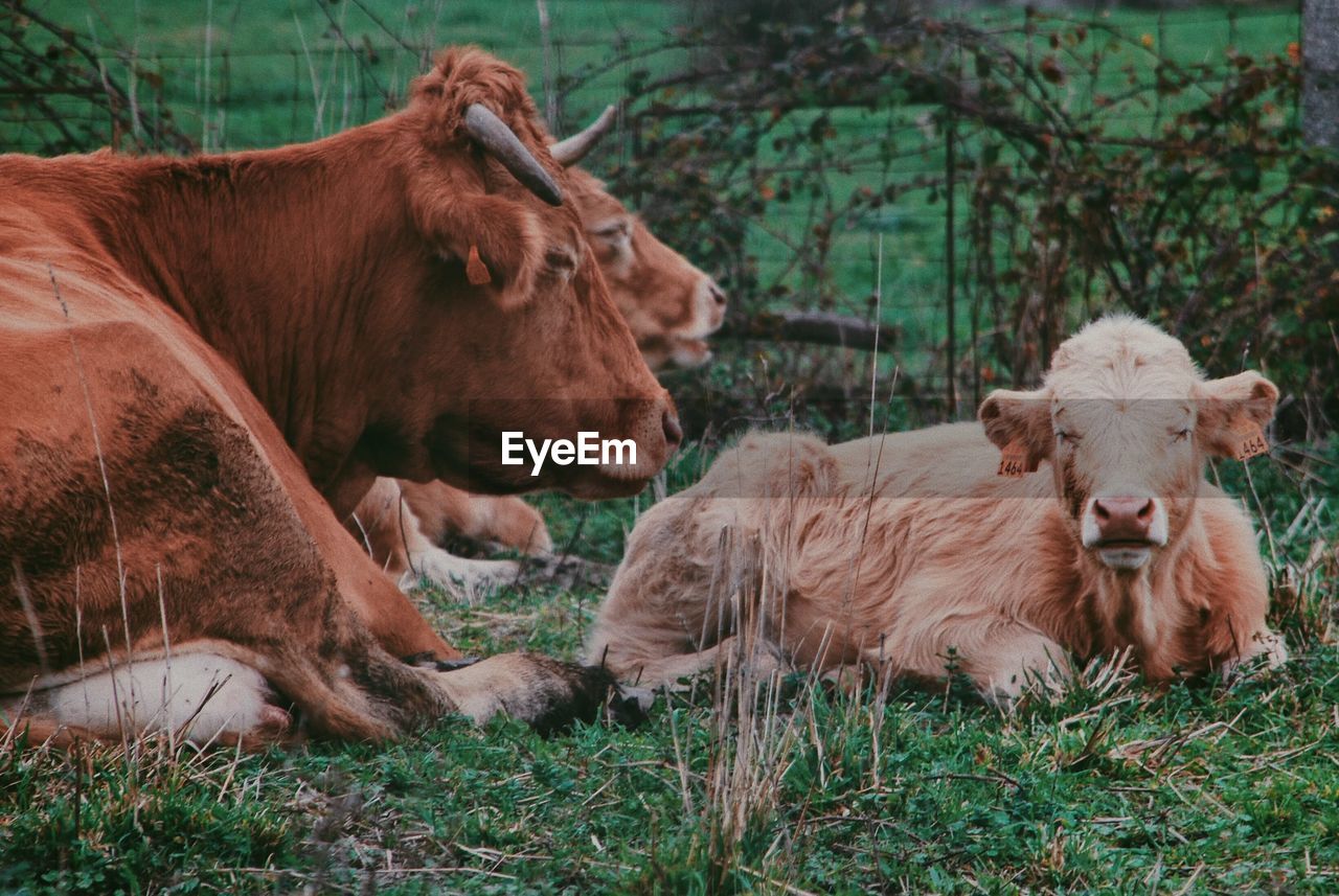 Cows in the field