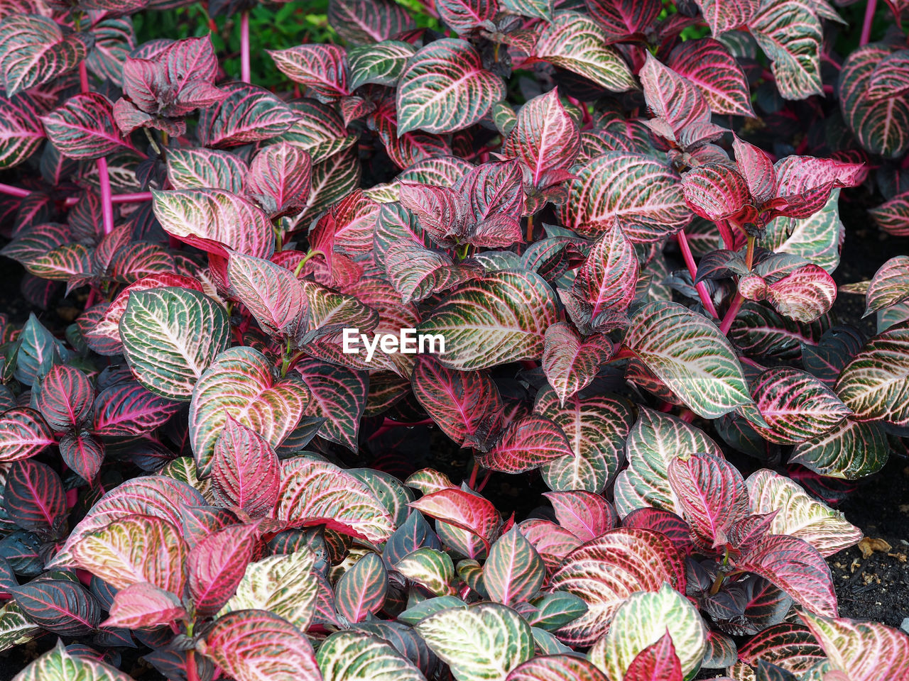 Closeup of the colourful variegated leaves of the nerve plant, fittonia albivenis, seen from above