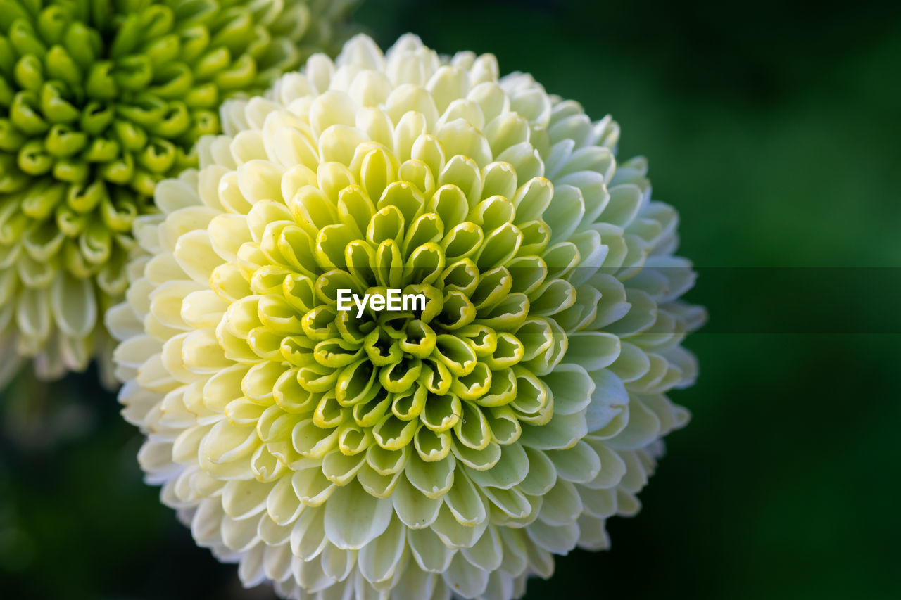 Green chrysanthemums close up in autumn sunny day in the garden. autumn flowers. flower head